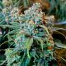 Семена марихуаны Auto Opium feminised Ganja Seeds Семена марихуаны Auto Opium feminised Ganja Seeds