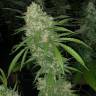купить семена конопли не дорого San Fernando Lemon Kush feminised купить семена конопли не дорого San Fernando Lemon Kush feminised