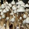 мицелии Albino A+ мицелии Albino A+