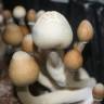 споровая взвесь Albino A+ споровая взвесь Albino A+