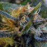 качественные семена конопли Top Skunk 44 feminised качественные семена конопли Top Skunk 44 feminised