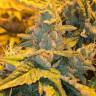 конопля семена сорта заказать Auto Northern Lights feminised Green House Seeds конопля семена сорта заказать Auto Northern Lights feminised Green House Seeds