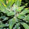 Auto Pineapple feminised RuSeeds Auto Pineapple feminised RuSeeds