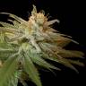 урожайные семена конопли Kushberry feminised DNA Genetics урожайные семена конопли Kushberry feminised DNA Genetics