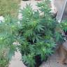 семена конопли курьером Raspberrry Cough regular Nirvana Seeds семена конопли курьером Raspberrry Cough regular Nirvana Seeds