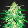 Качественные сорта конопли Auto Royal AK feminised Ganja Seeds Качественные сорта конопли Auto Royal AK feminised Ganja Seeds
