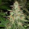 семена конопли Россия Auto Sweet Mango feminised Green House Seeds семена конопли Россия Auto Sweet Mango feminised Green House Seeds