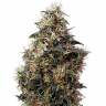 заказ семян конопли Спб Auto Sweet Mango feminised Green House Seeds заказ семян конопли Спб Auto Sweet Mango feminised Green House Seeds