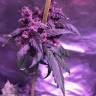 семена конопли для курения Auto Black Lemon feminised Exotic Seed семена конопли для курения Auto Black Lemon feminised Exotic Seed