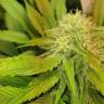 семена индийской конопли White Domina feminised Kannabia Seeds семена индийской конопли White Domina feminised Kannabia Seeds