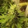 заказать на сайте семена конопли Auto New York City feminised Pyramid Seeds заказать на сайте семена конопли Auto New York City feminised Pyramid Seeds