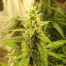 семена конопли автоцвет Auto New York City feminised Pyramid Seeds семена конопли автоцвет Auto New York City feminised Pyramid Seeds