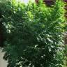 семена конопли Tank feminised VIP Seeds семена конопли Tank feminised VIP Seeds