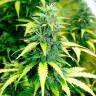 конопля семена сорта заказать Auto Super Skunk feminised конопля семена сорта заказать Auto Super Skunk feminised