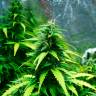 семена индийской конопли Auto Super Skunk feminised семена индийской конопли Auto Super Skunk feminised