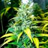 заказ семян конопли Москва Auto Super Skunk feminised заказ семян конопли Москва Auto Super Skunk feminised