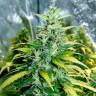 заказ семян конопли Спб Auto Super Skunk feminised заказ семян конопли Спб Auto Super Skunk feminised