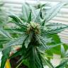 семена конопли феминизированные Auto Super Skunk feminised семена конопли феминизированные Auto Super Skunk feminised