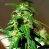 качественные семена конопли Auto Super Skunk feminised качественные семена конопли Auto Super Skunk feminised