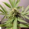 заказ семян конопли Москва Karasora feminised Bang Seeds заказ семян конопли Москва Karasora feminised Bang Seeds