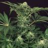 семена конопли марихуаны Auto Green Gummy feminised Exotic Seed семена конопли марихуаны Auto Green Gummy feminised Exotic Seed