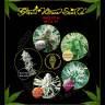 семена конопли для курения Indica Mix H feminised Green House Seeds семена конопли для курения Indica Mix H feminised Green House Seeds