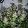 урожайные семена конопли Auto Critical + feminised урожайные семена конопли Auto Critical + feminised