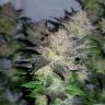 семена культурной конопли купить Auto Critical + feminised семена культурной конопли купить Auto Critical + feminised