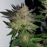 семена конопли для посадки купить Auto Critical + feminised семена конопли для посадки купить Auto Critical + feminised