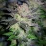семена конопли для курения Auto Critical + feminised семена конопли для курения Auto Critical + feminised
