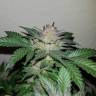 семена конопли медицинской Auto Critical + feminised семена конопли медицинской Auto Critical + feminised