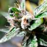 хорошие семена конопли Auto Super Skunk regular хорошие семена конопли Auto Super Skunk regular