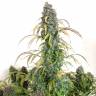 Auto Daiquiri Lime feminised Dutch Passion Seeds Auto Daiquiri Lime feminised Dutch Passion Seeds
