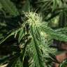 семена конопли гидропоники Auto Haze regular семена конопли гидропоники Auto Haze regular