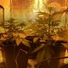 семена конопли элитных сортов Laughing Buddha feminised Barneys Farm семена конопли элитных сортов Laughing Buddha feminised Barneys Farm