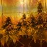 семена конопли аутдор Laughing Buddha feminised Barneys Farm семена конопли аутдор Laughing Buddha feminised Barneys Farm