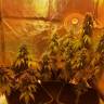 семена конопли в интернете Laughing Buddha feminised Barneys Farm семена конопли в интернете Laughing Buddha feminised Barneys Farm