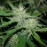 семена конопли марихуаны Kama Kush CBD feminised Kannabia Seeds семена конопли марихуаны Kama Kush CBD feminised Kannabia Seeds