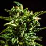качественные семена конопли Auto Honey Peach CBD feminised Sweet Seeds качественные семена конопли Auto Honey Peach CBD feminised Sweet Seeds