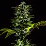 урожайные семена конопли Auto Honey Peach CBD feminised Sweet Seeds урожайные семена конопли Auto Honey Peach CBD feminised Sweet Seeds
