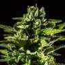 семена конопли в оригинальных упаковках Auto Honey Peach CBD feminised Sweet Seeds семена конопли в оригинальных упаковках Auto Honey Peach CBD feminised Sweet Seeds