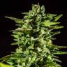 семена конопли недорого Auto Honey Peach CBD feminised Sweet Seeds семена конопли недорого Auto Honey Peach CBD feminised Sweet Seeds