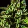 купить семена конопли Auto Honey Peach CBD feminised Sweet Seeds купить семена конопли Auto Honey Peach CBD feminised Sweet Seeds