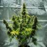Семена каннабиса Auto Royal Haze feminised Ganja Seeds купить Семена каннабиса Auto Royal Haze feminised Ganja Seeds купить