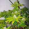 семена индийской конопли Auto Amnesia feminised семена индийской конопли Auto Amnesia feminised