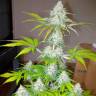 семена конопли сорта сатива Auto Amnesia feminised семена конопли сорта сатива Auto Amnesia feminised