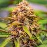 семена конопли с доставкой Skunk #11 feminised семена конопли с доставкой Skunk #11 feminised