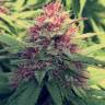 купить онлайн семена конопли Blue Diesel feminised купить онлайн семена конопли Blue Diesel feminised