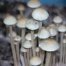 споровые отпечатки псилоцибиновых грибов Panaeolus Cyanescens Jamaica споровые отпечатки псилоцибиновых грибов Panaeolus Cyanescens Jamaica