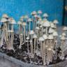 споровый оттиск Panaeolus Cyanescens Jamaica споровый оттиск Panaeolus Cyanescens Jamaica